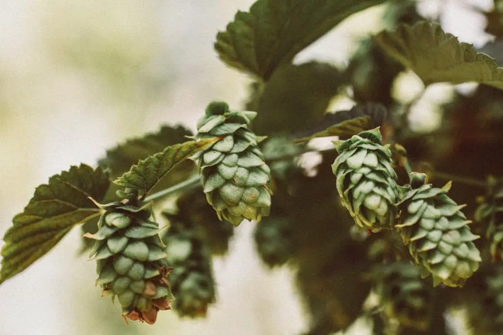 What Percentage Is Summit Extra Pale Ale?