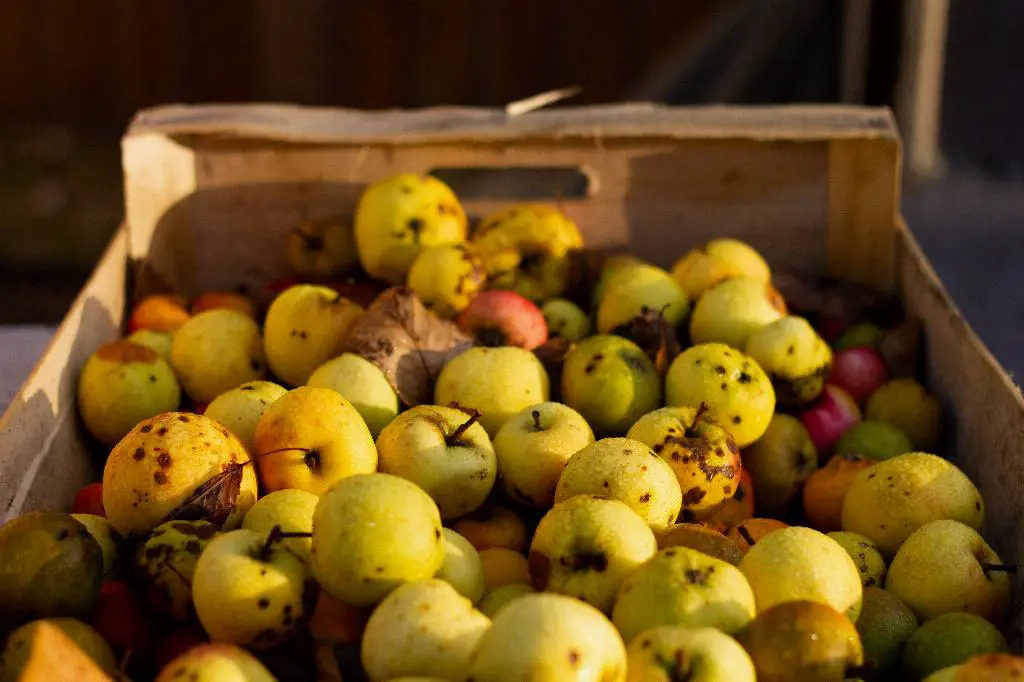 What Rum Is Good With Apple Cider?