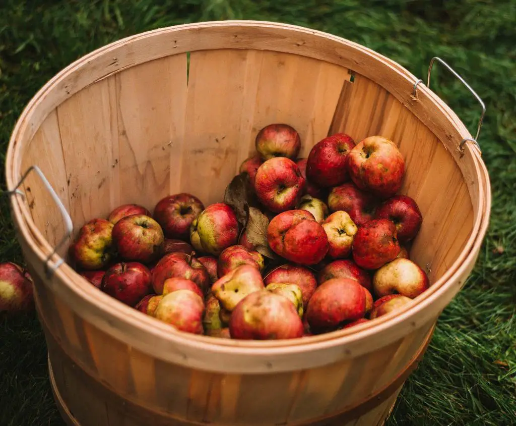 Can Apple Cider Vinegar Be Used As An Electrolyte?