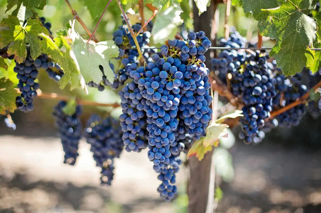 Who Owns Wine Com?