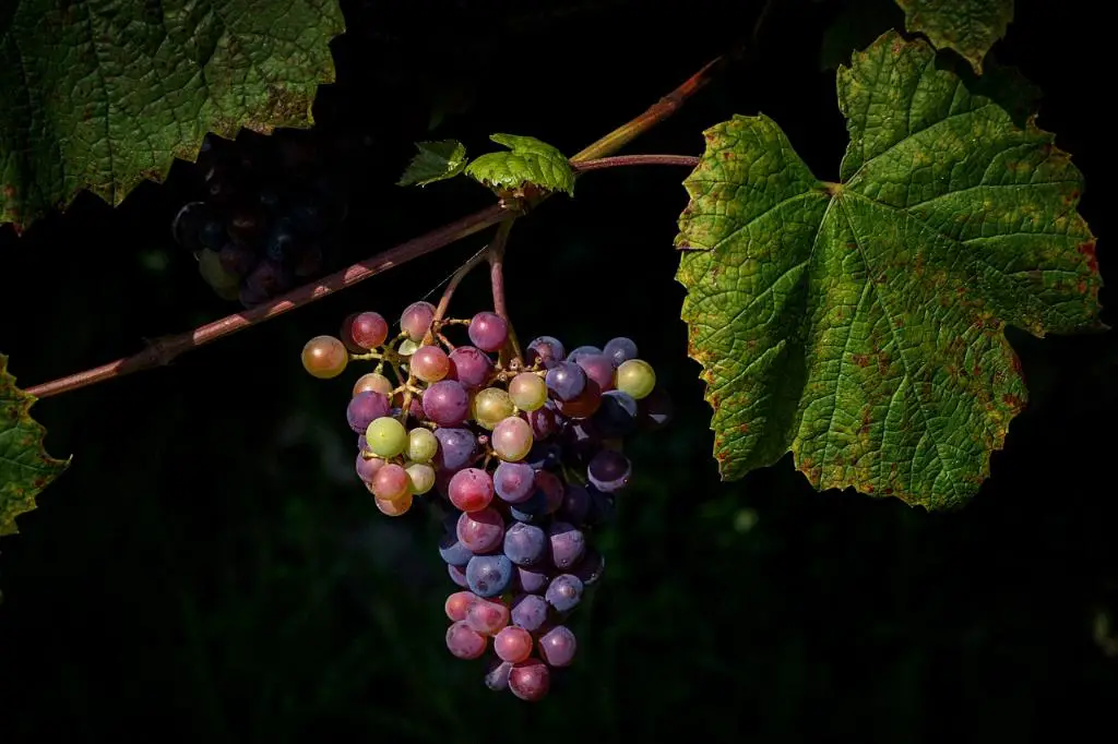 Does Wine Work On MacOS?