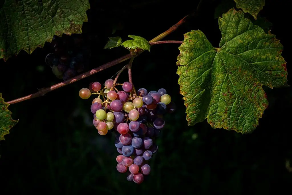 Is There A Wine That Tastes Like Cupcakes?
