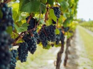 Stella Rosa Non-Alcoholic Wine: Fruity And Fun