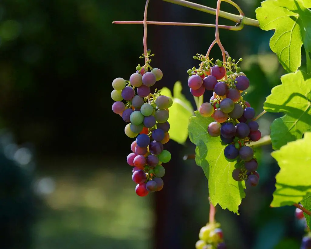 What Can I Do With Old White Wine?