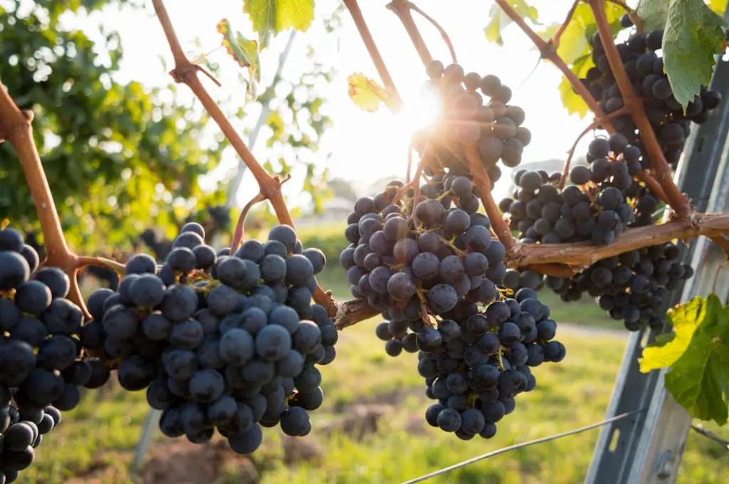 Is Cloudy Wine OK To Drink?