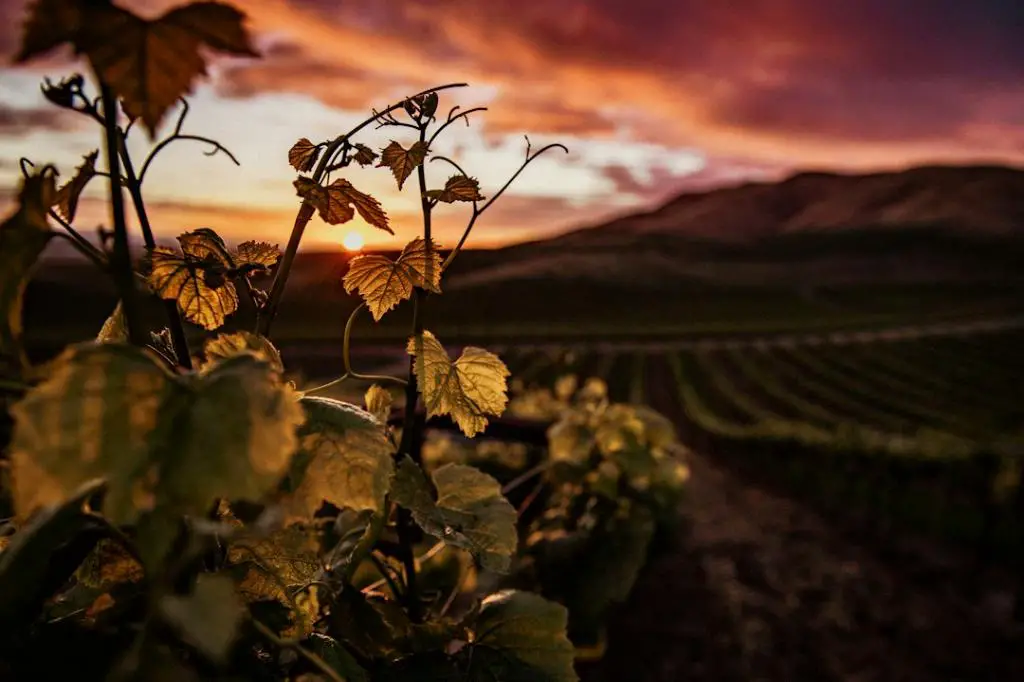 What Wine Does Not Give You A Headache?