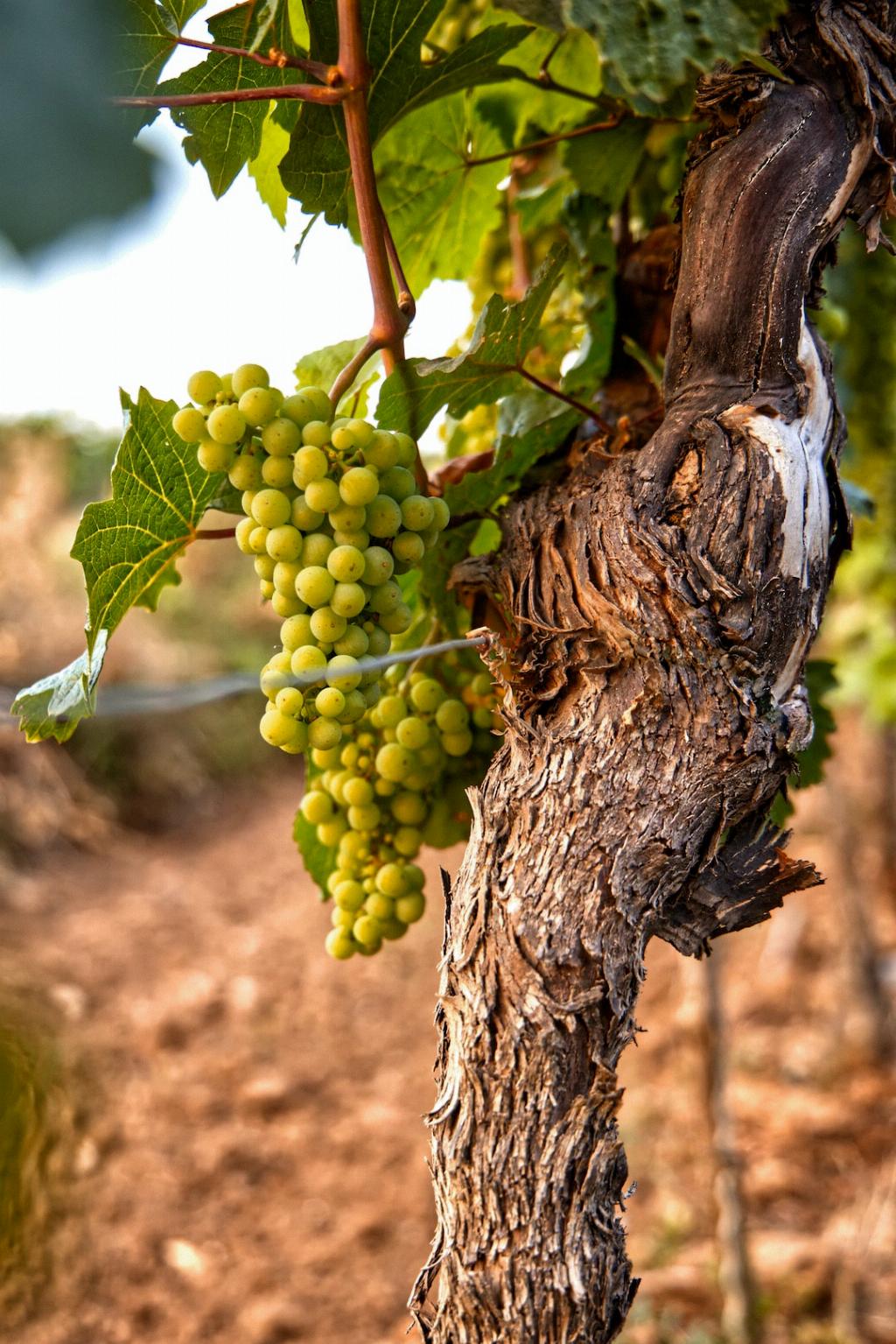 Does Barefoot Boxed Wine Expire?
