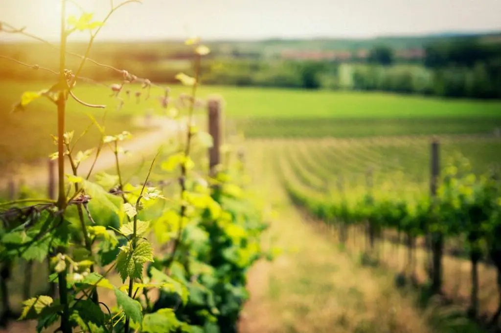 Is Taylor Port Wine Healthy?