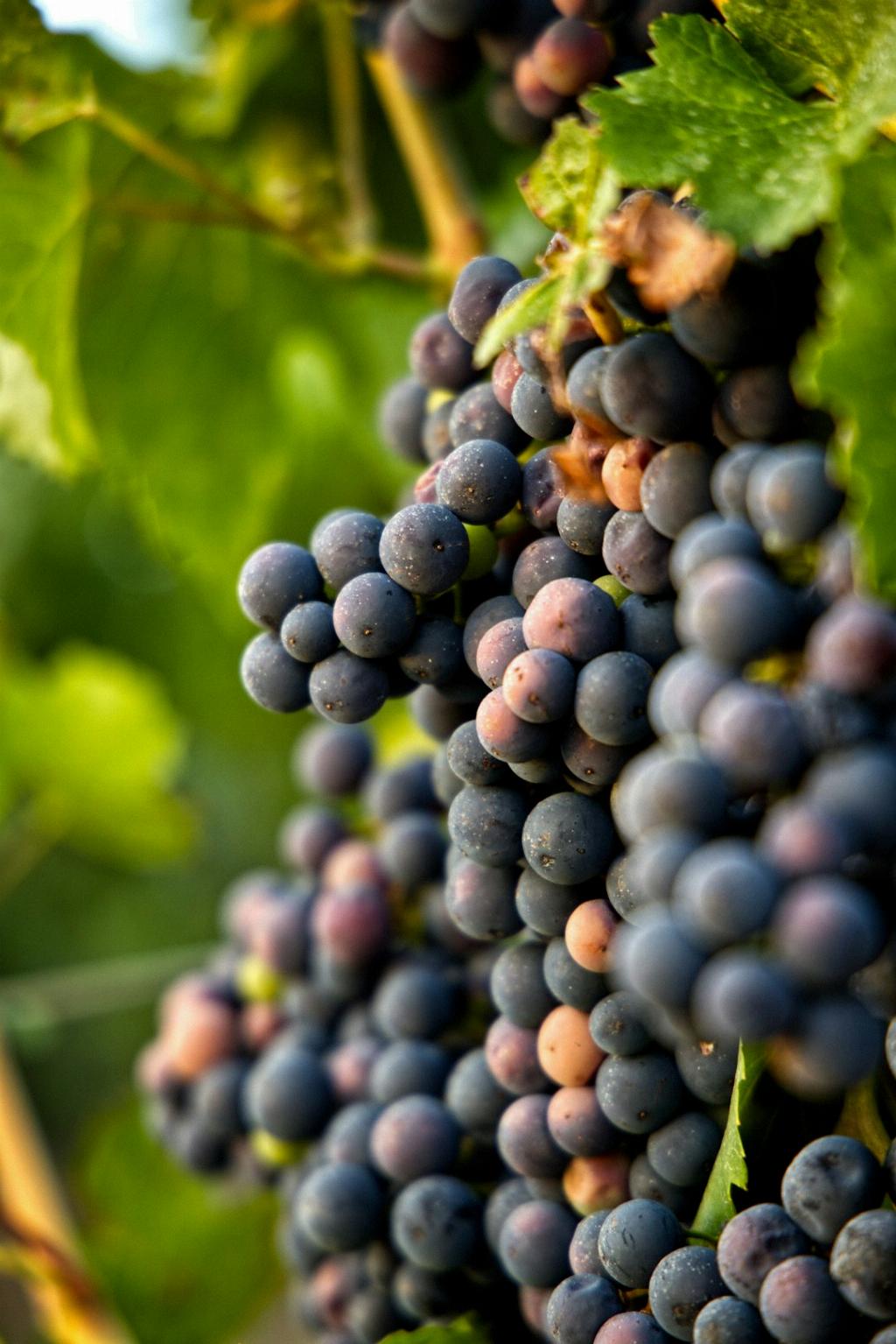 Who Owns Red Barn Winery?