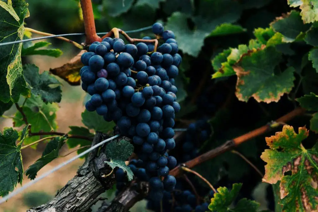 What Is The Best Pinot Grigio For Sangria?