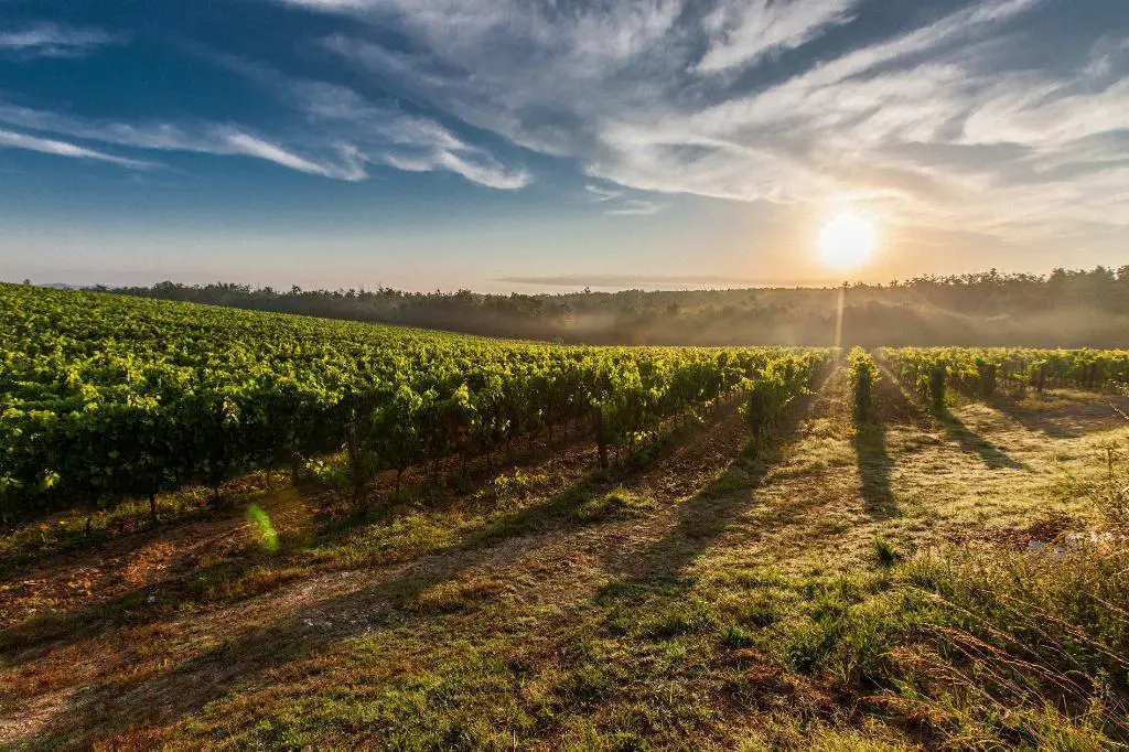 What Is The Study Of Wine Making Called?