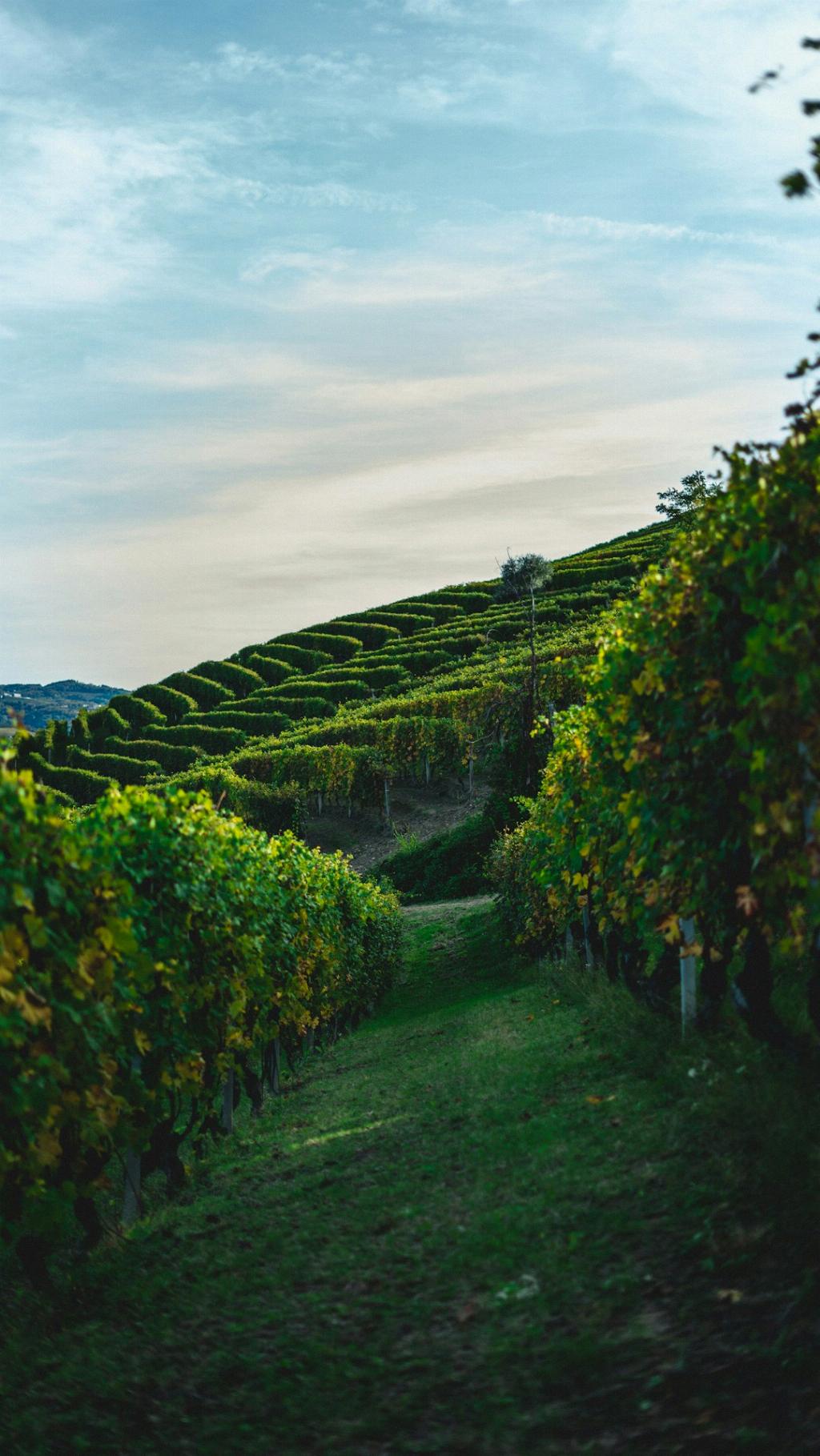Is Champagne Naturally Sparkling?