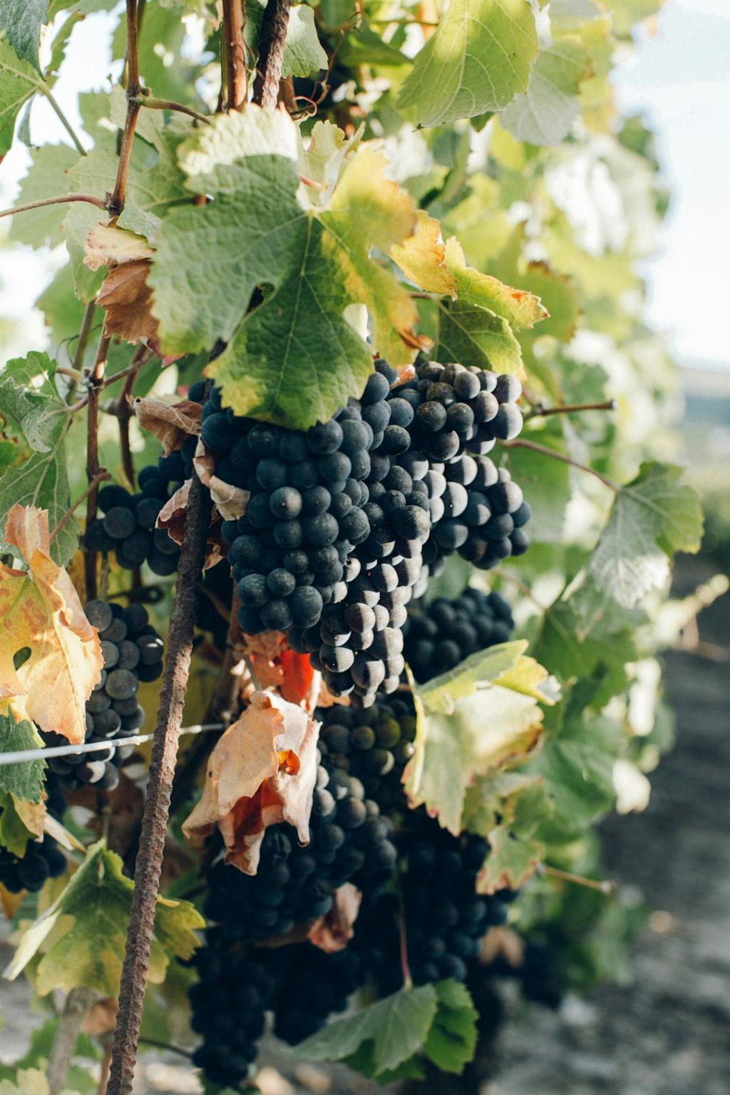 Do Napa Wineries Waive Tasting Fee With Purchase?