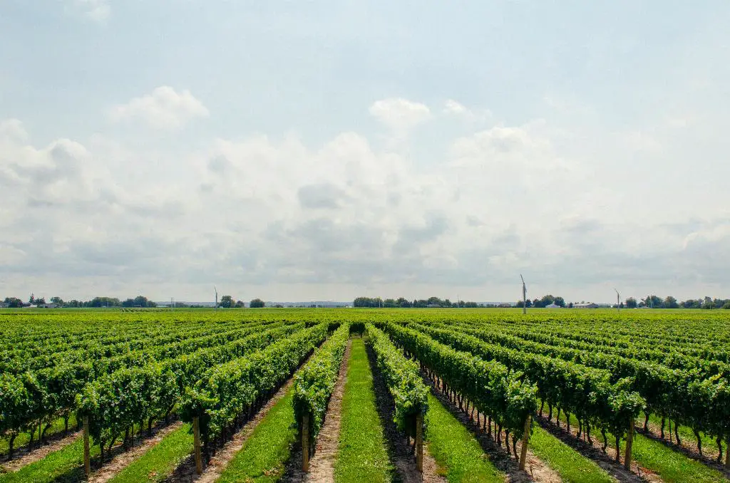 Which Wine Has Highest Alcohol Content?