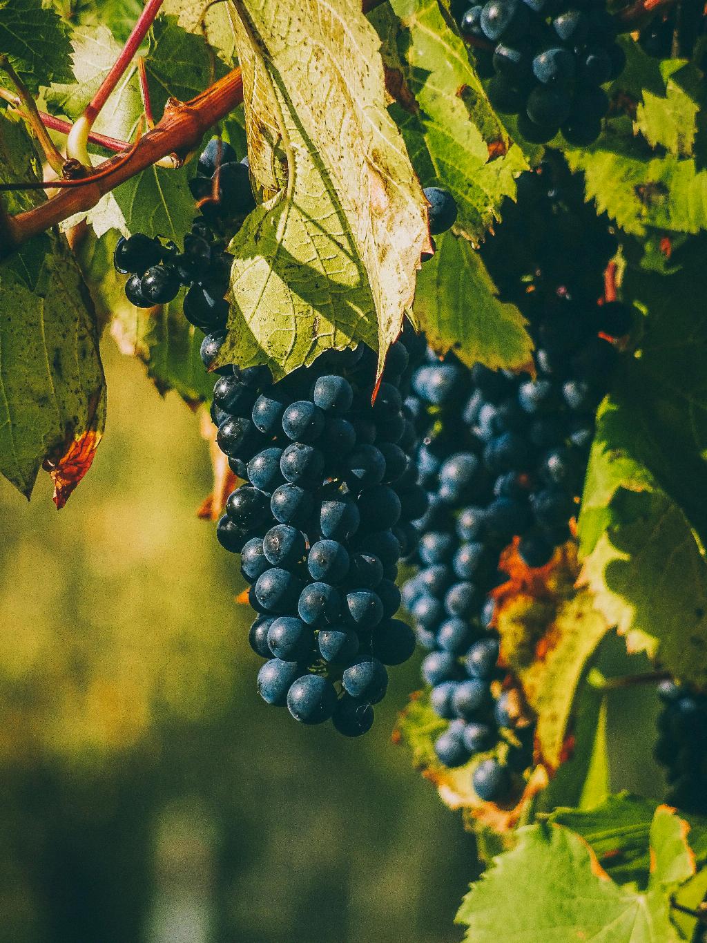 Who Owns Masseto Wine?