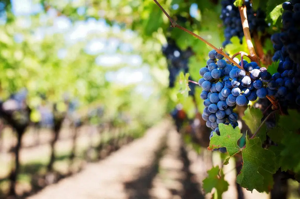 What Does It Mean When You Accidentally Spill Wine?