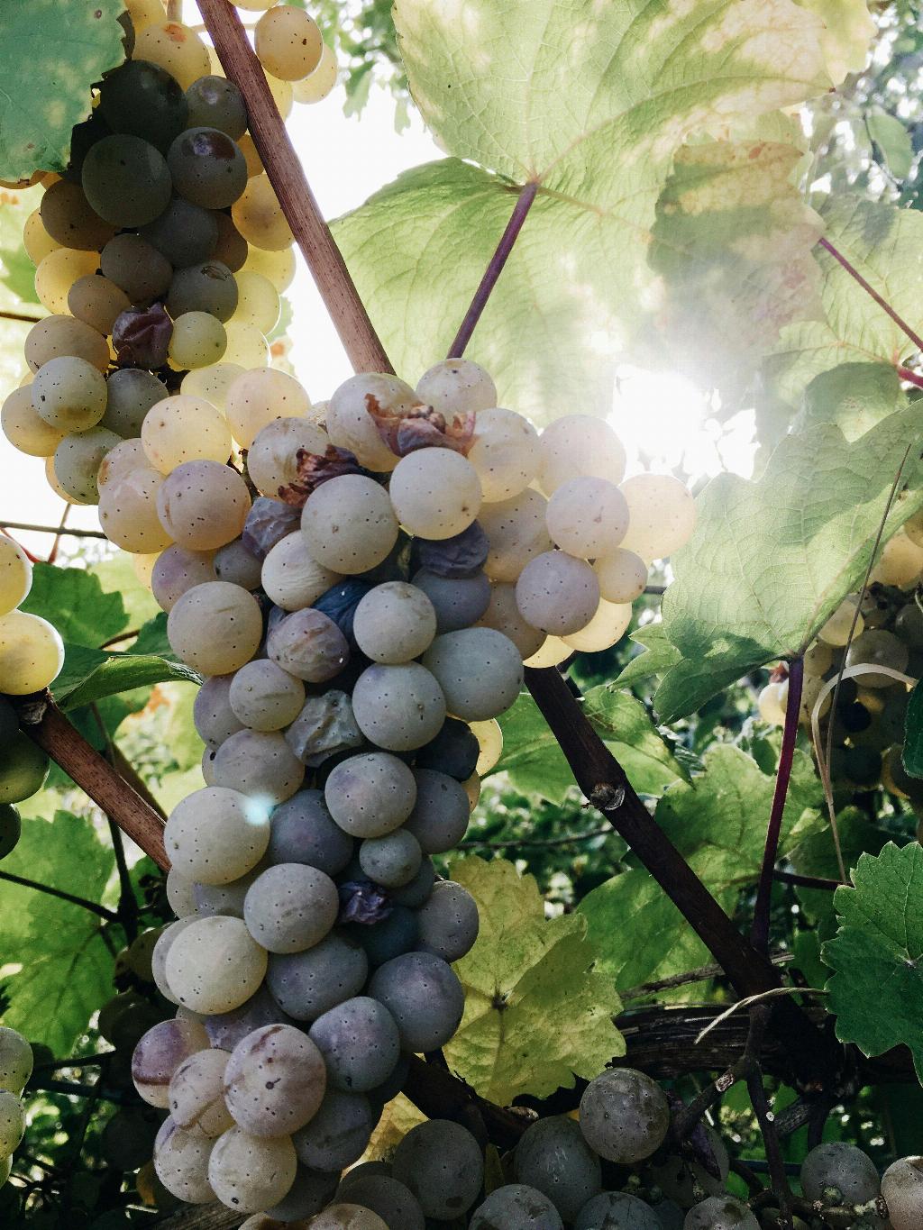 What Happened To Robert Parker Wine Critic?